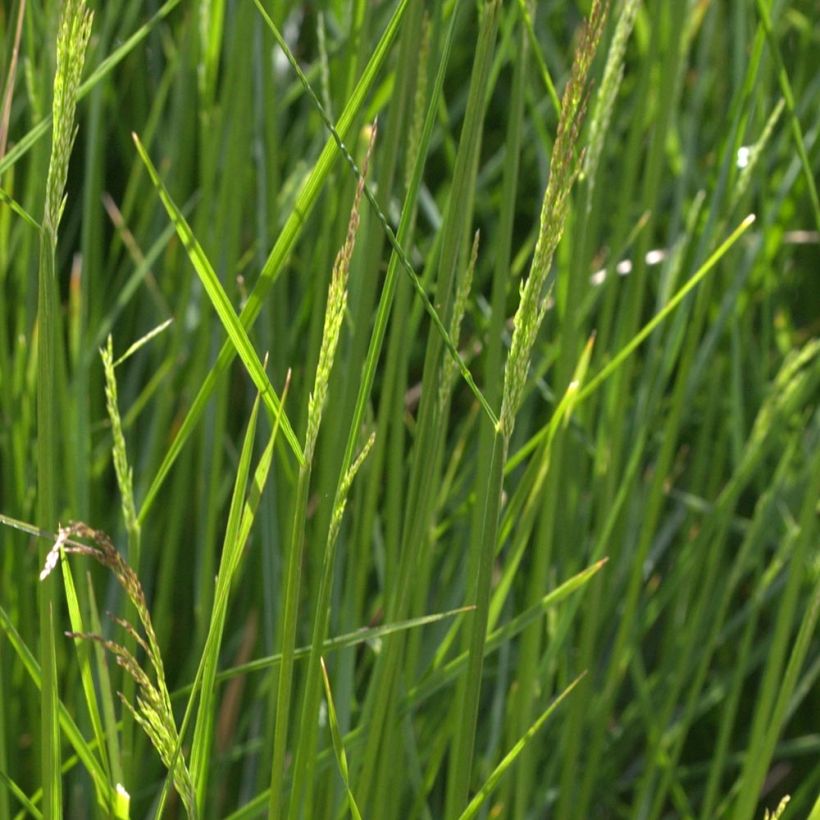 Rasen-Schmiele Northern Lights - Deschampsia caespitosa (Laub)