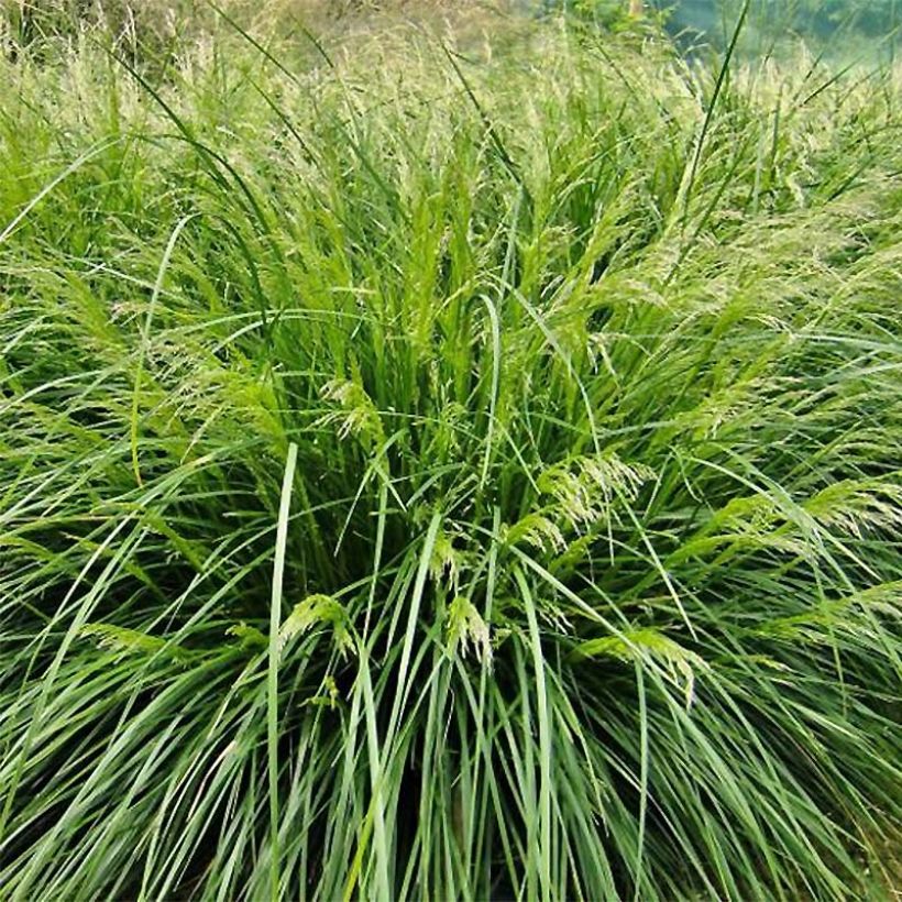 Rasen-Schmiele Palava - Deschampsia caespitosa (Laub)