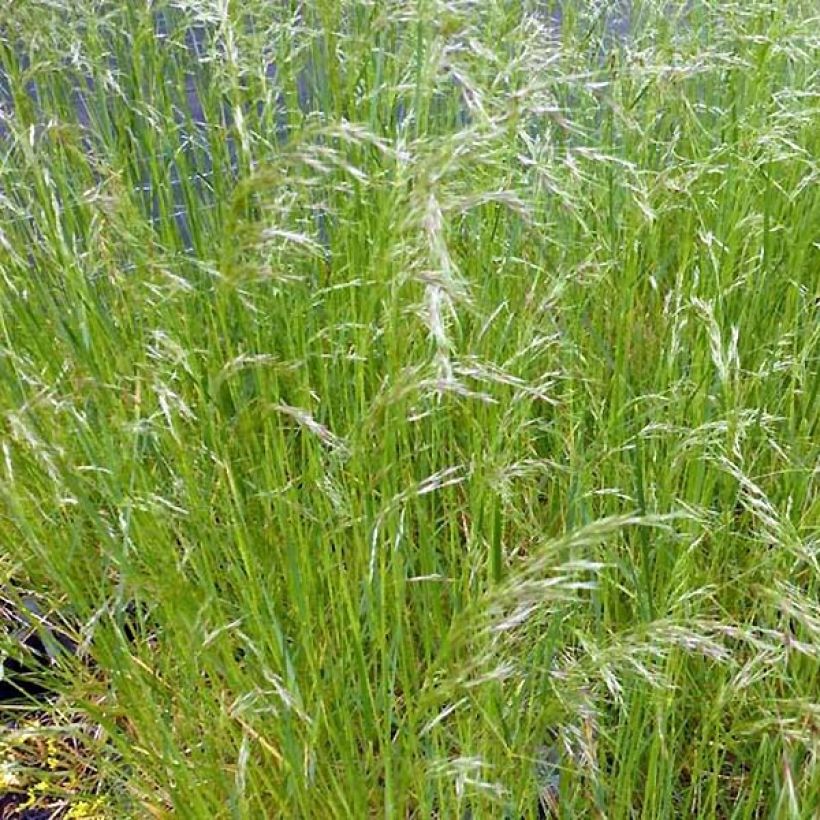 Rasen-Schmiele Vivipara - Deschampsia caespitosa (Hafen)