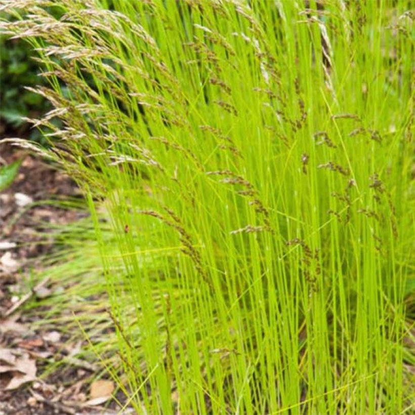 Schlängel-Schmiele Tatra Gold - Deschampsia flexuosa (Laub)