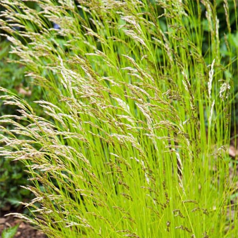 Schlängel-Schmiele Tatra Gold - Deschampsia flexuosa (Blüte)