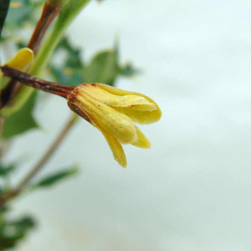 Desfontainia spinosa - Desfontainie (Blüte)