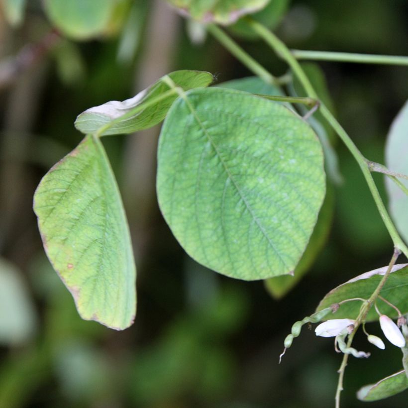 Desmodium elegans - Telegraphenpflanze (Laub)