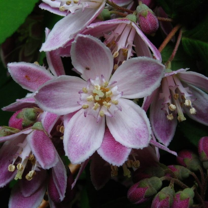 Deutzia Perle Rose - Deutzie (Blüte)