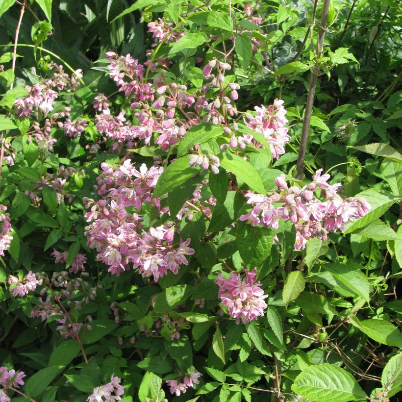 Deutzia Perle Rose - Deutzie (Hafen)