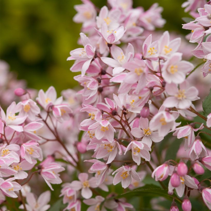 Deutzia Yuki Cherry Blossom - Deutzie (Blüte)