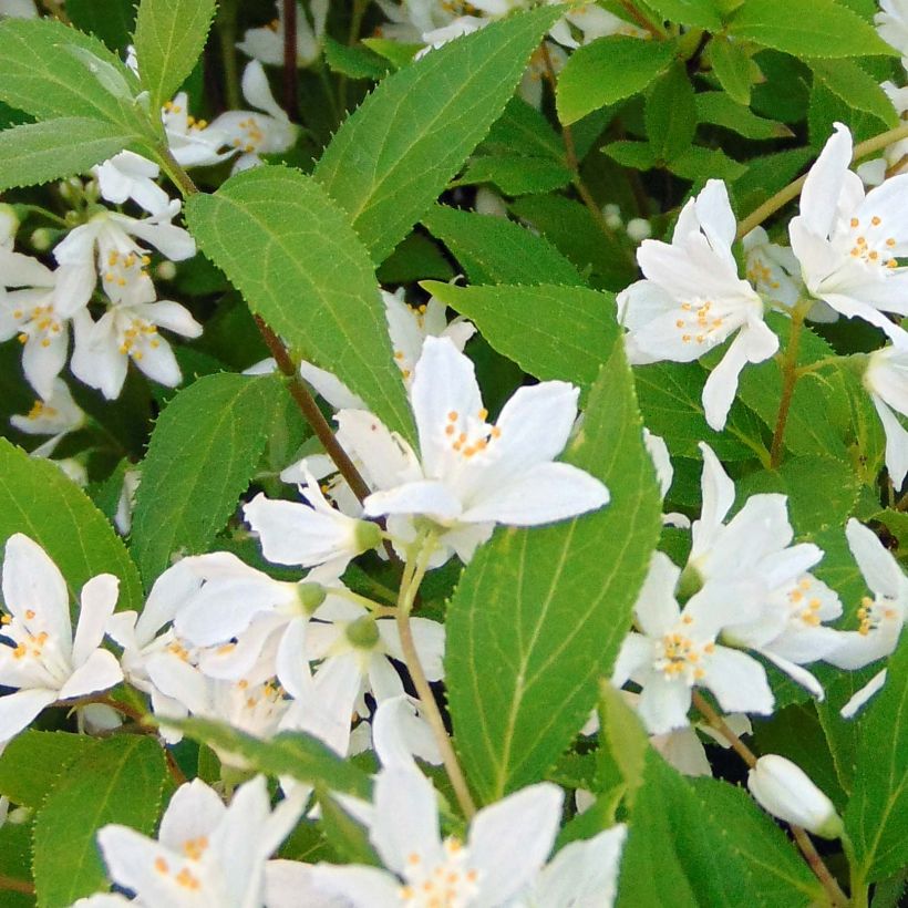 Deutzia Yuki Snowflake - Deutzie (Laub)