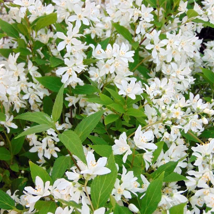 Deutzia Yuki Snowflake - Deutzie (Blüte)