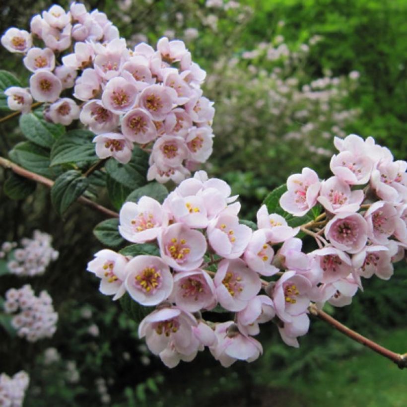 Deutzia compacta Lavender Time - Deutzie (Blüte)