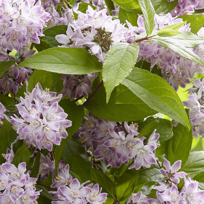 Deutzia Raspberry Sundae - Deutzie (Laub)