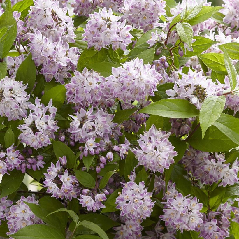 Deutzia Raspberry Sundae - Deutzie (Blüte)