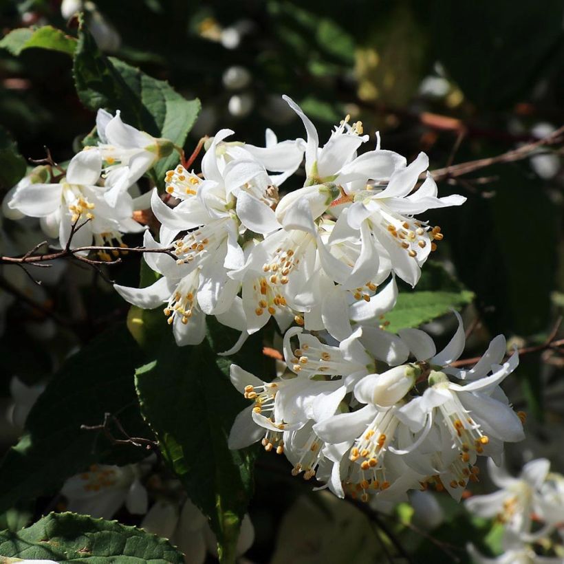 Deutzia magnifica - Pracht-Deutzie (Blüte)