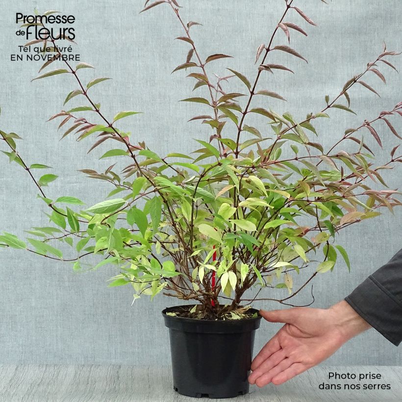 Exemplar von Deutzia purpurascens Kalmiiflora - Deutzie Pot de 3L/4L wie im Herbst geliefert