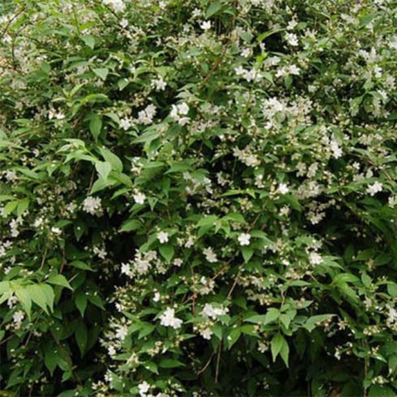 Deutzia rosea Campanulata - Deutzie (Laub)