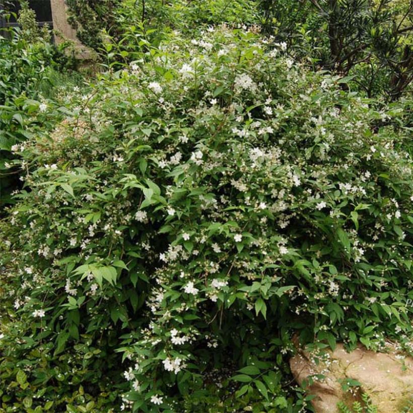 Deutzia rosea Campanulata - Deutzie (Hafen)