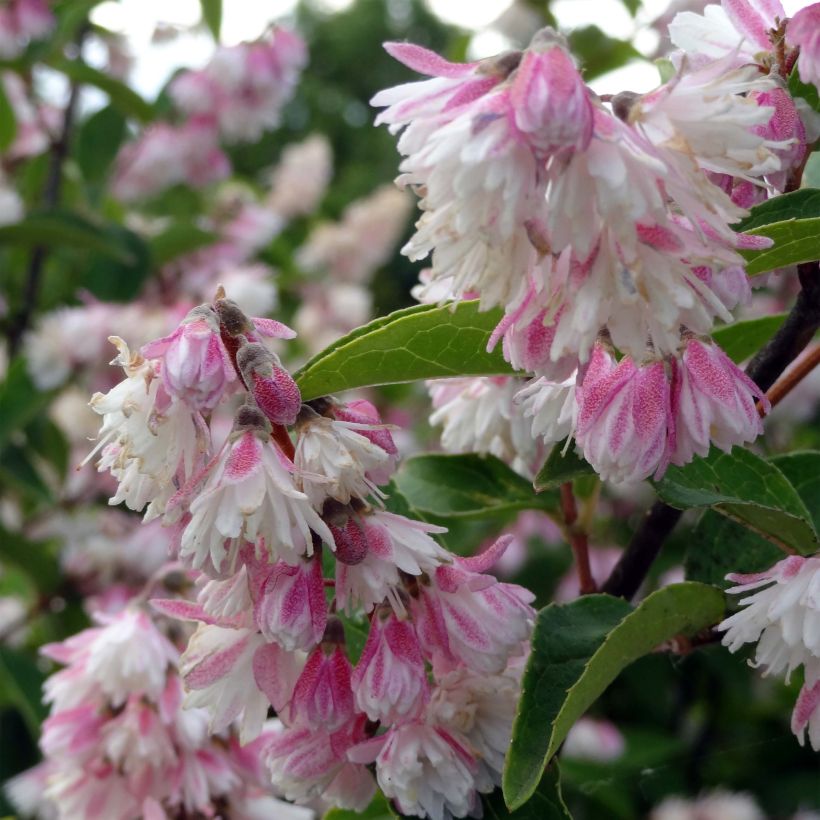 Deutzia scabra Plena - Scharfe Deutzie (Blüte)