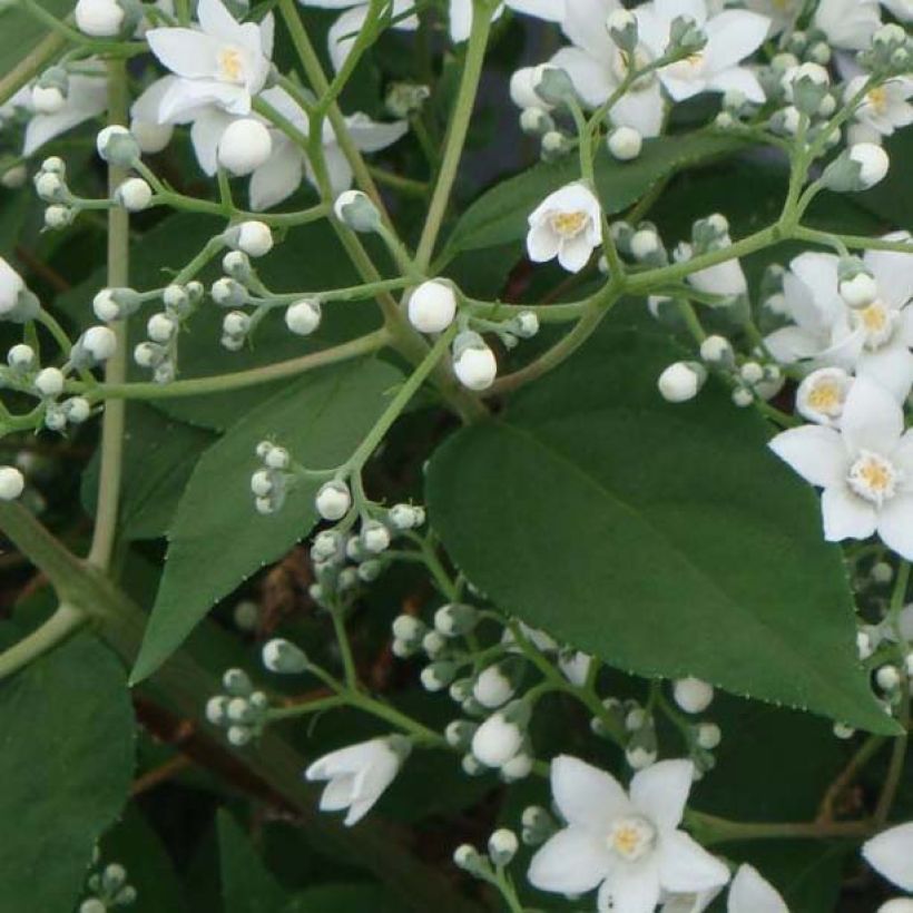 Deutzia setchuenensis var. corymbiflora - Sichuan-Deutzie (Laub)