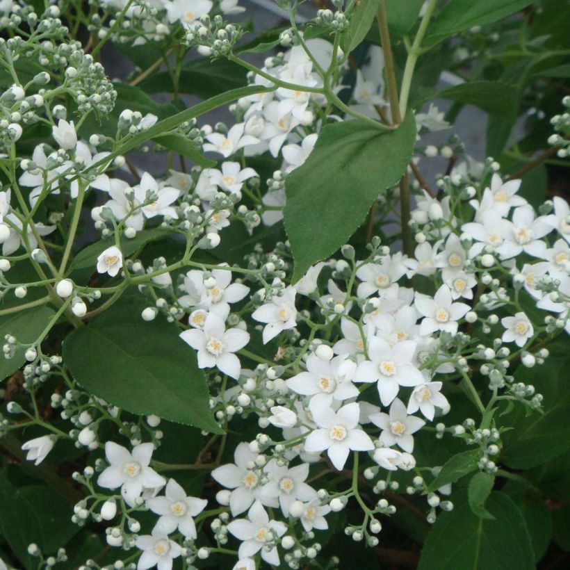 Deutzia setchuenensis var. corymbiflora - Sichuan-Deutzie (Blüte)