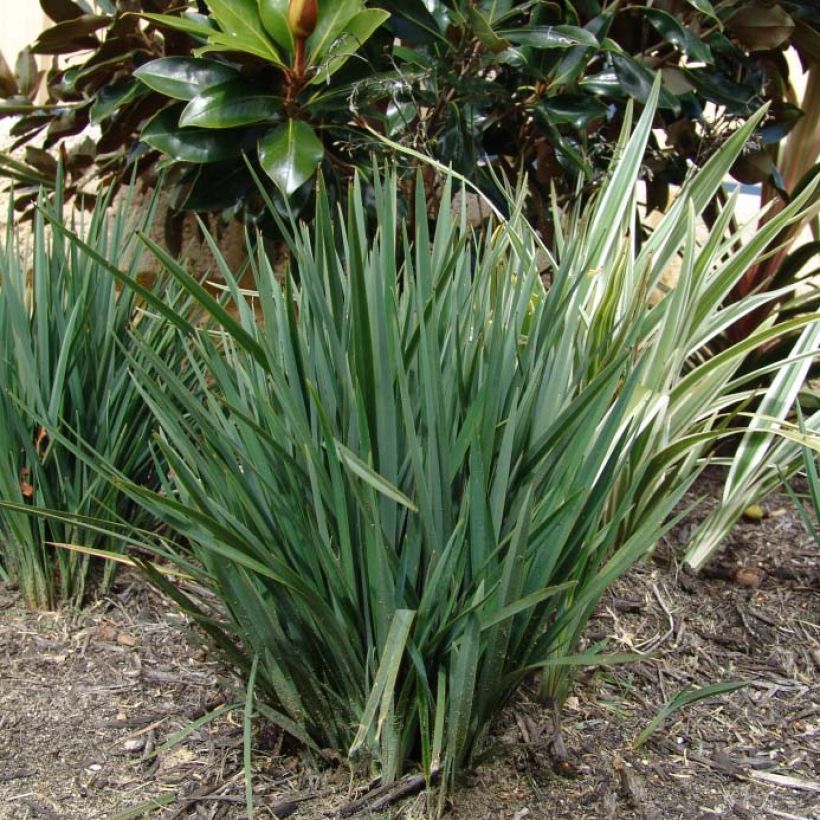 Dianella revoluta Little Rev - Blaue Flachslilie (Laub)