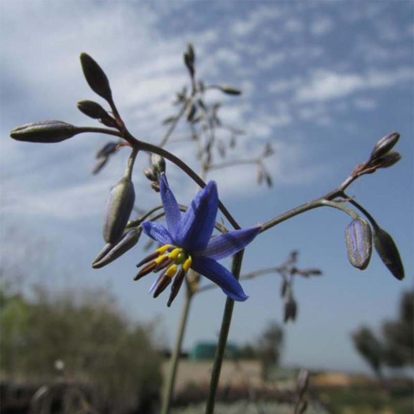 Dianella revoluta Little Rev - Blaue Flachslilie (Blüte)