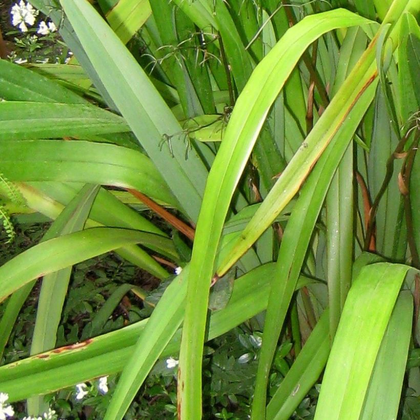 Dianella tasmanica - Tasmanische Flachslilie (Laub)