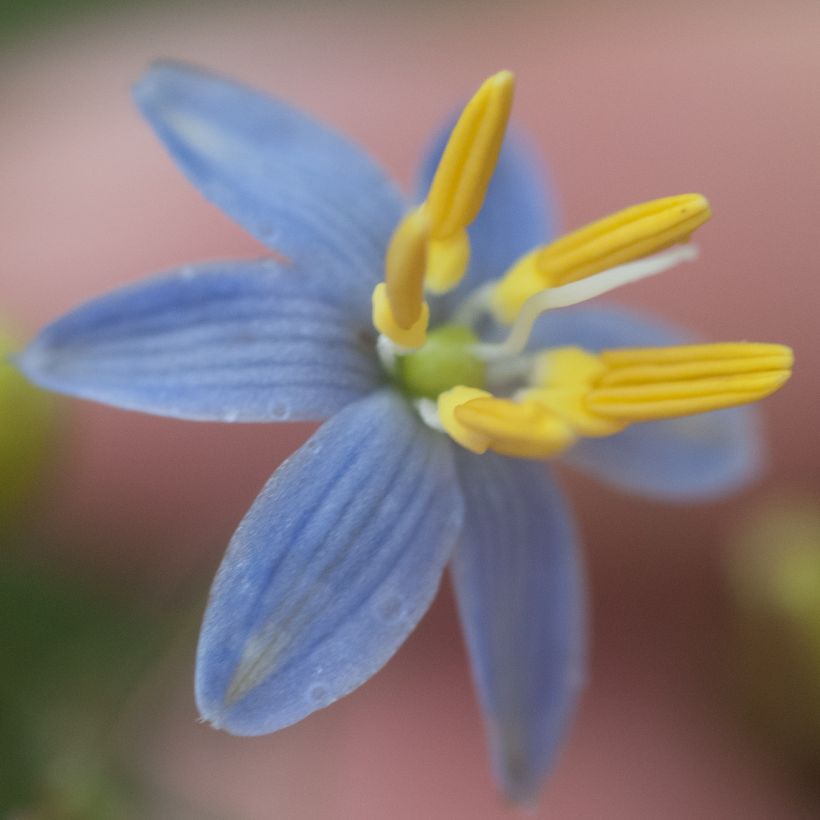 Dianella tasmanica - Tasmanische Flachslilie (Blüte)