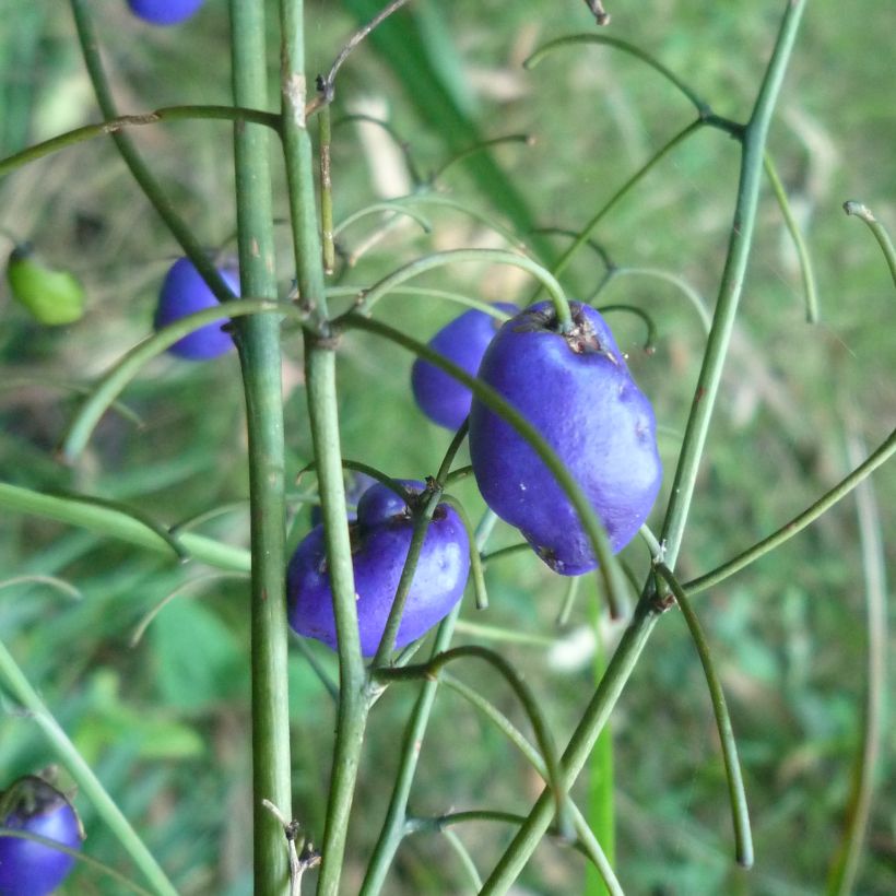 Dianella tasmanica - Tasmanische Flachslilie (Ernte)