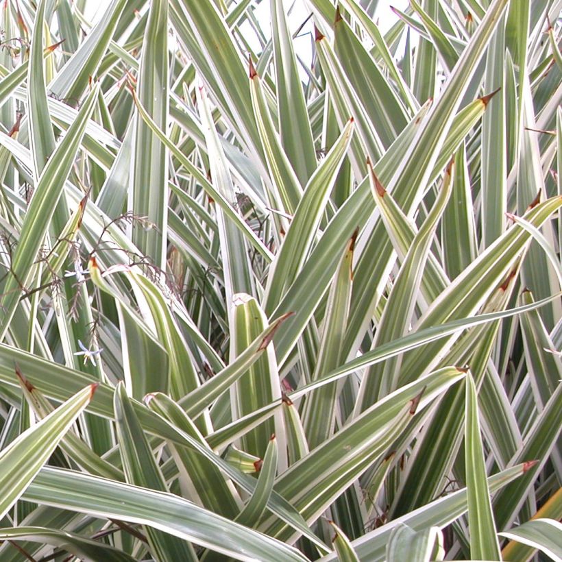 Dianella tasmanica Variegata - Blaue Flachslilie (Laub)