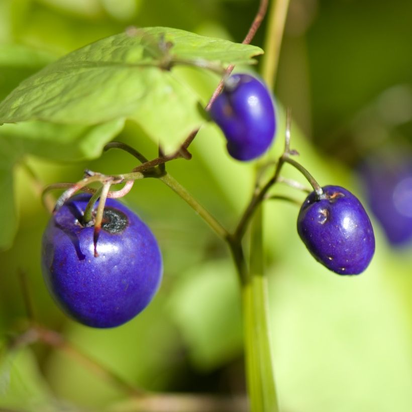 Dianella tasmanica Variegata - Blaue Flachslilie (Ernte)