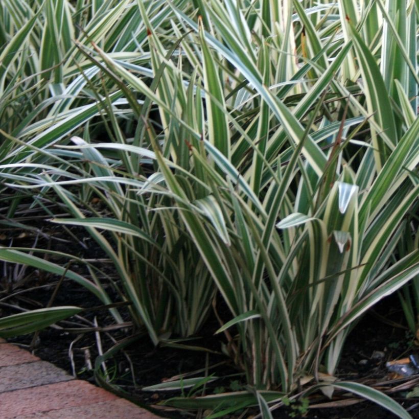 Dianella tasmanica Variegata - Blaue Flachslilie (Hafen)