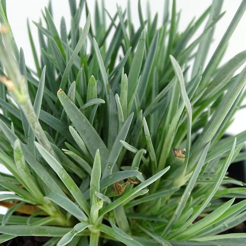 Garten-Nelke Evening Star - Dianthus (Laub)