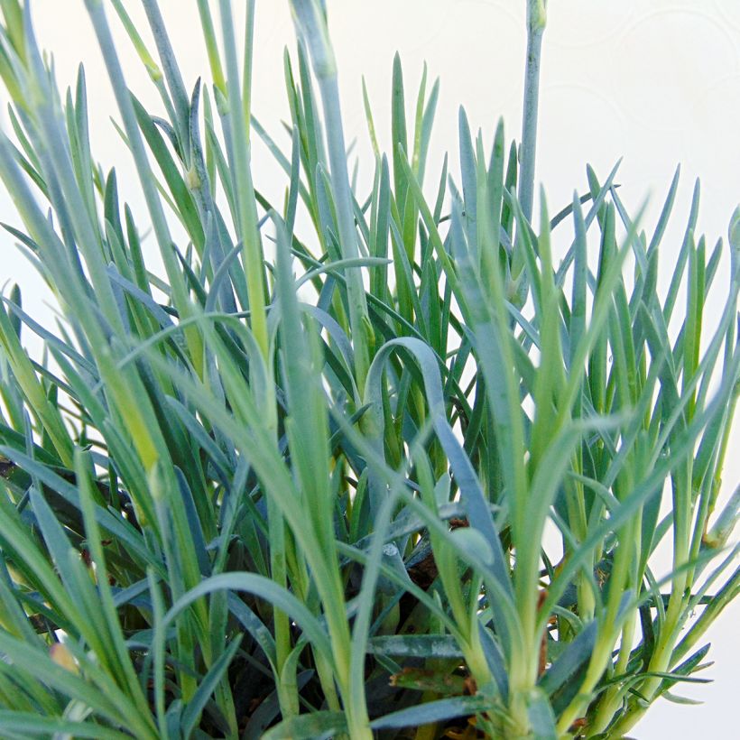 Dianthus alwoodii Fusilier - Garten-Nelke (Laub)