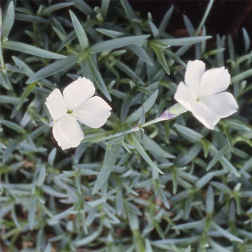 Pfingst-Nelke La Bourboule Alba - Dianthus gratianopolitanus (Blüte)