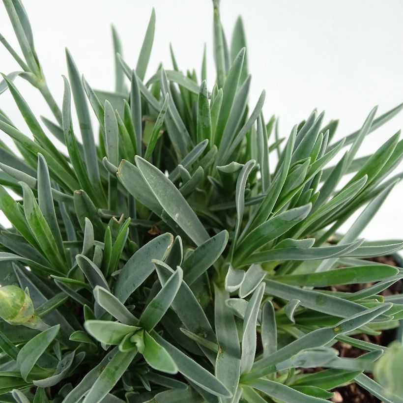 Garten-Nelke Pop Star - Dianthus (Laub)