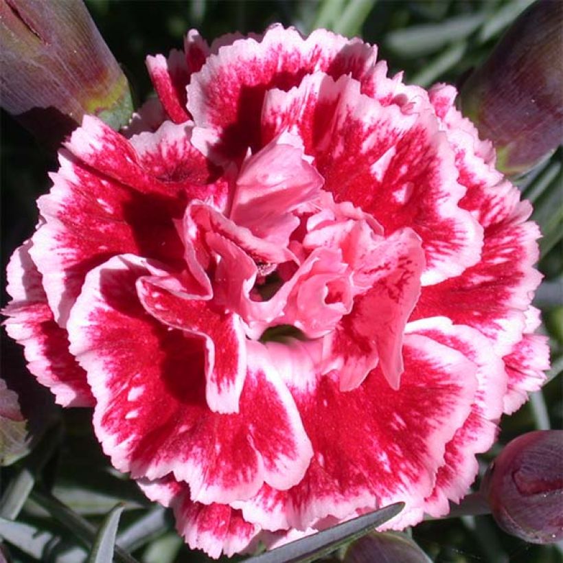 Feder-Nelke Scent First Sugar Plum - Dianthus plumarius (Blüte)