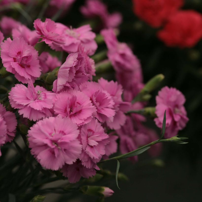 Feder-Nelke Scent First Tickled Pink - Dianthus plumarius (Blüte)