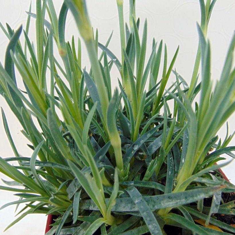 Feder-Nelke Scent First Tickled Pink - Dianthus plumarius (Laub)