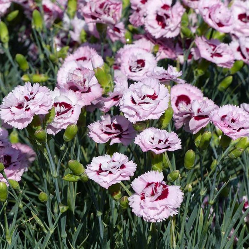 Feder-Nelke Scent First Raspberry Sundae - Dianthus plumarius (Blüte)