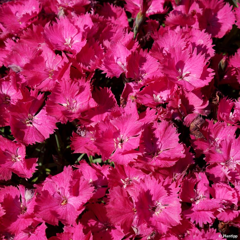 Garten-Nelke Vivid Bright Light - Dianthus (Blüte)