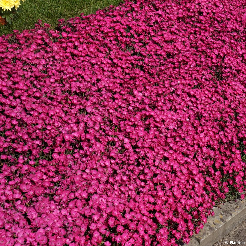 Garten-Nelke Vivid Bright Light - Dianthus (Hafen)