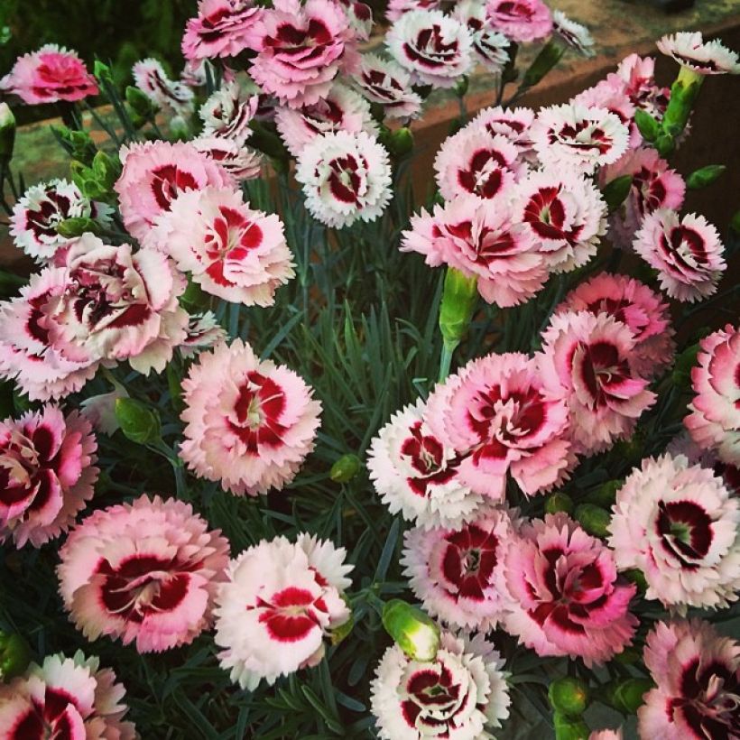 Garten-Nelke Whatfield Supergem - Dianthus (Hafen)