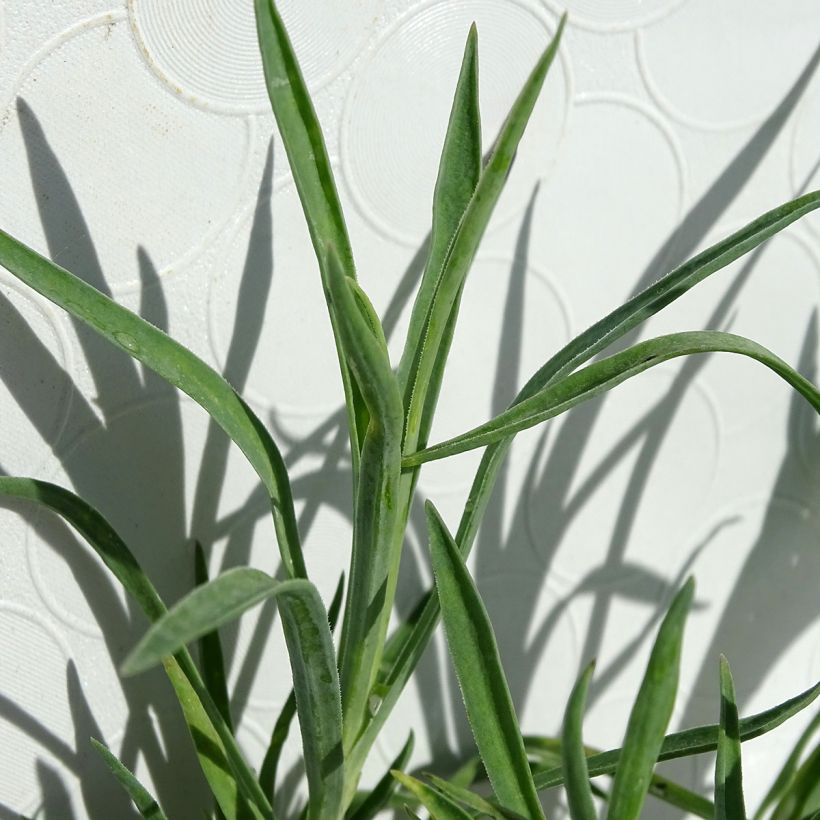 Dianthus allwoodii Alice - Garten-Nelke (Laub)