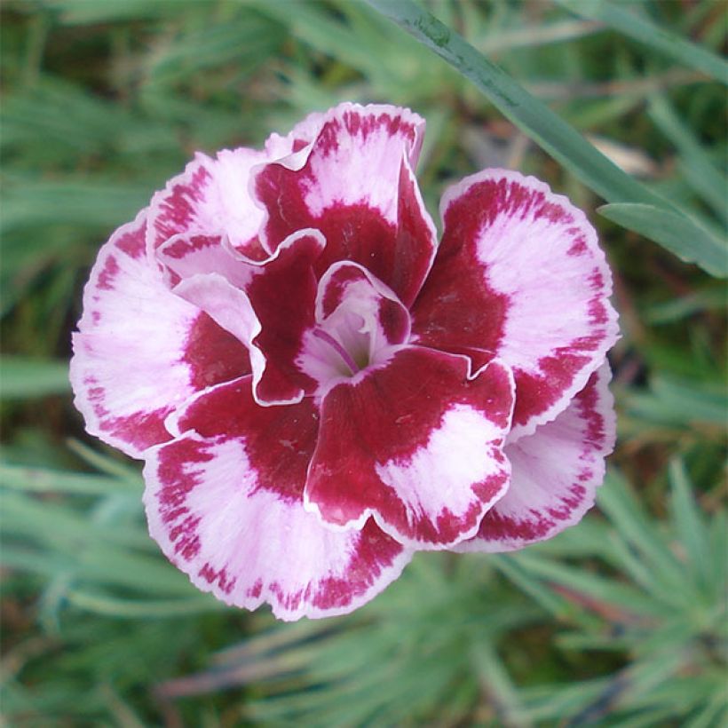 Dianthus alwoodii Romeo - Garten-Nelke (Blüte)