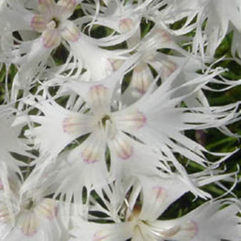 Dianthus arenarius - Gewöhnliche Sand-Nelke (Blüte)