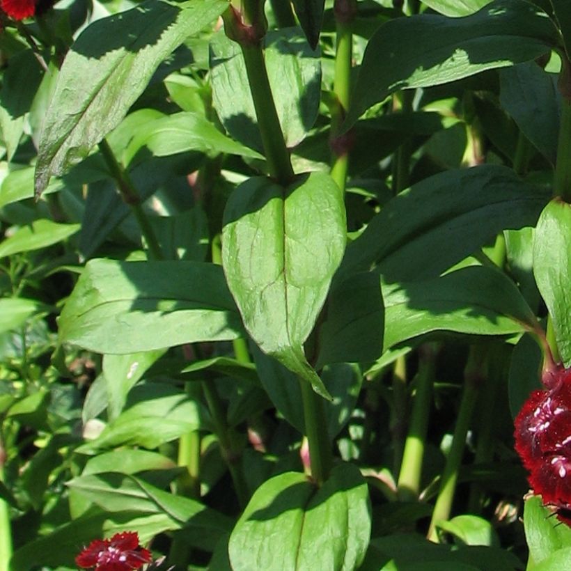 Dianthus barbatus Oeschberg - Bartnelke (Laub)