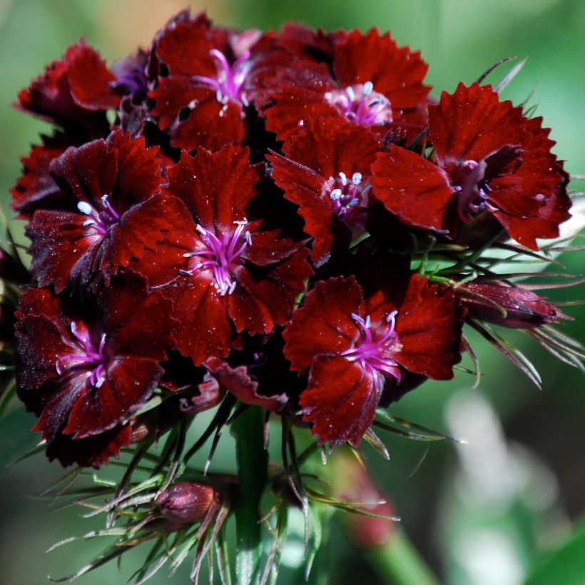 Dianthus barbatus Oeschberg - Bartnelke (Blüte)