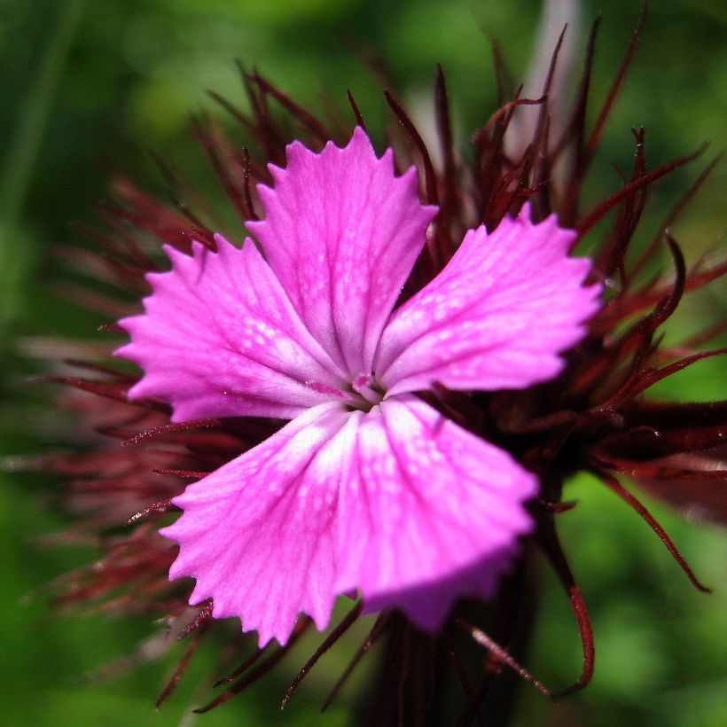 Dianthus barbatus Pink Beauty - Bartnelke (Blüte)