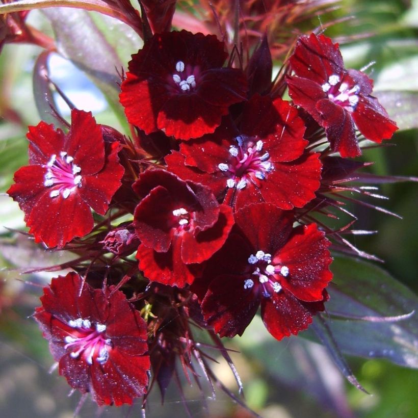 Dianthus barbatus Nigrescens Sooty - Bartnelke (Blüte)