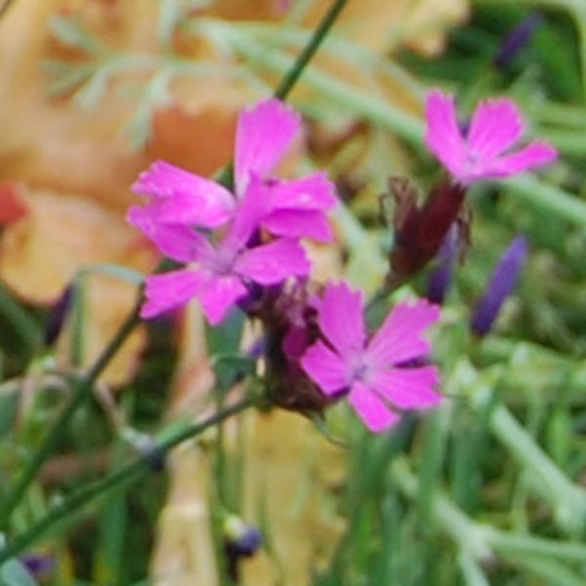 Karthäuser-Nelke - Dianthus carthusianorum (Blüte)