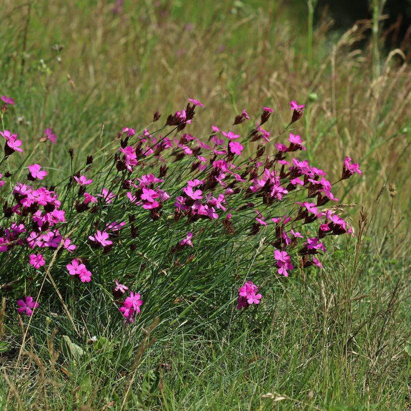 Karthäuser-Nelke - Dianthus carthusianorum (Hafen)